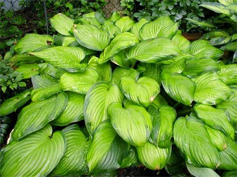 Hosta GUACAMOLE Funkia /C2 *PAC *P4