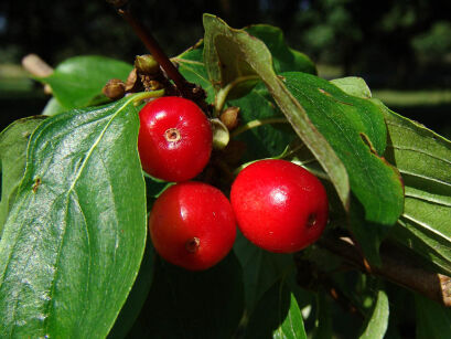 DEREŃ JADALNY ELEGANTISSIMA Cornus mas Elegantissima