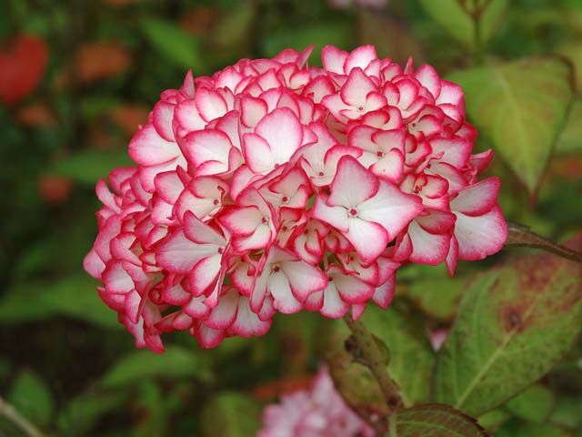 Hortensja ogrodowa MIRAI Hydrangea macrophylla Hovaria    