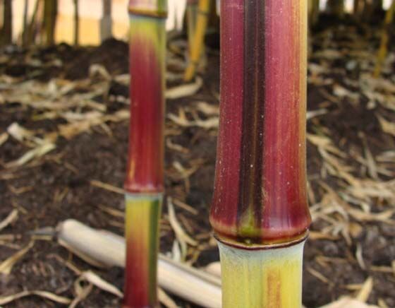 Bambus SPECTABILIS Phyllostachys aureosulcata C5/1m *K6-0