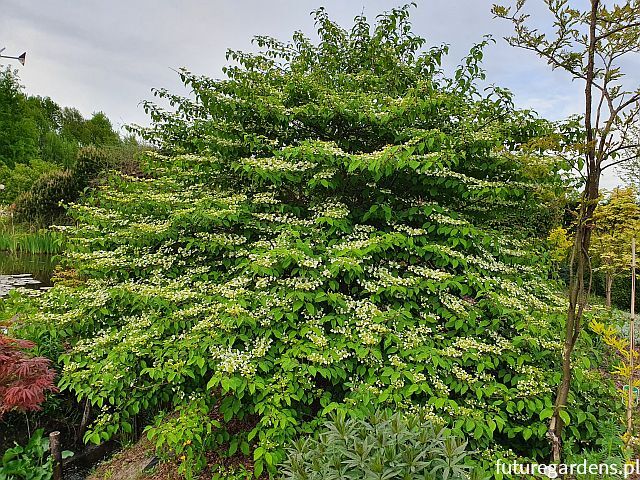 Kalina japońska SHASTA Viburnum plicatum C5/60-80cm *K14