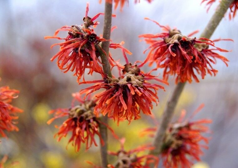 Oczar pośredni RUBIN Hamamelis x intermedia C2/30-40cm *T17