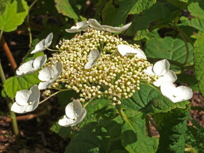 Hortensja miękkowłosa 'LONG WHITE'  Hydrangea heteromalla