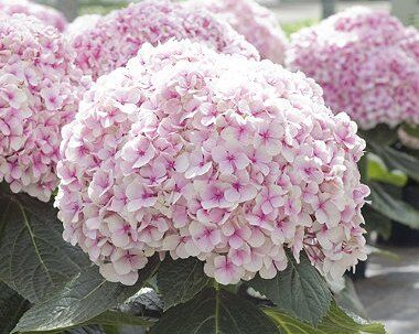 Hortensja ogrodowa AVANTGARDE®  Hydrangea macrophylla