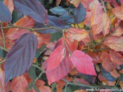 Sycoparrotia semidecidua AUTUNNO ROSSO syn.Sartori C4/1,3m