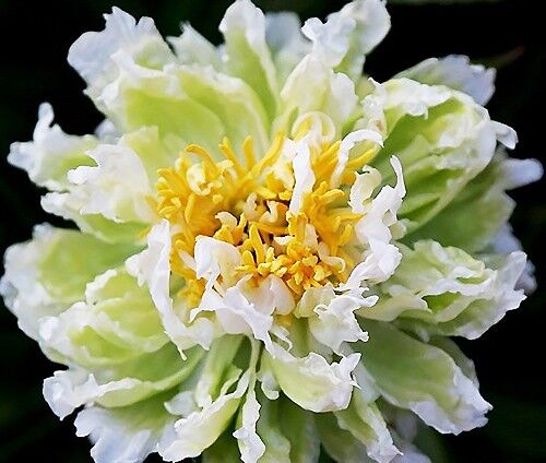 Paeonia hybrid GREEN LOTUS Piwonia /P11 *T13