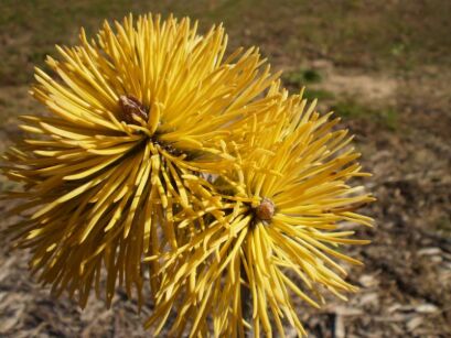 Sosna kosodrzewina ZUNDERT Pinus mugo C3/30cm