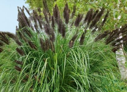 Rozplenica japońska BLACK BEAUTY Pennisetum alopecuroides viridescens Piórkówka /C2 *26