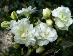 Azalia SCHNEEPERLE na PNIU Rhododendron C2/Pa30cm *20