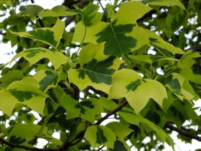 Tulipanowiec amerykański SNOWBIRD Liriodendron tulipifera C15/1,6-1,8m *K15