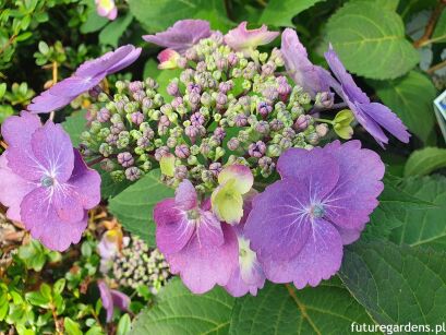 Hortensja piłkowana BLUEBERRY CHEESECAKE Hydrangea serrata 'MAK20' Flairs&Flavours /C5 *K14