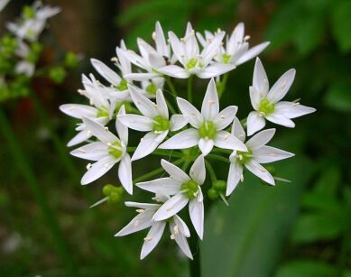 Czosnek niedźwiedzi Allium ursinum - 5szt. cebulek