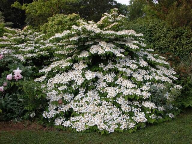 Kalina pagodowa MARIESII Viburnum plicatum C5/40cm *T35