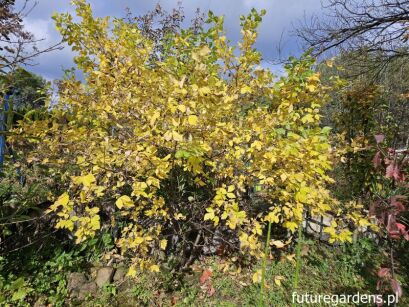 Parczelina trójlistkowa Ptelea trifoliata C2/20-40cm *K18