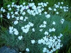 Goździk kropkowany ALBUS  Dianthus deltoides 