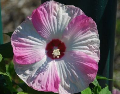 Hibiscus bylinowy XXL odmiana DISCO BELLE PINK Ketmia Hibiskus 