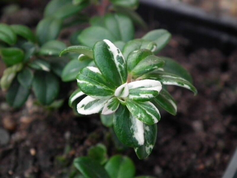 Borówka brusznica ALBOVARIEGATA Vaccinium vitis-idaea