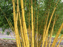 Bambus ogrodowy Phyllostachys aureosulcata AUREOCAULIS - C12misa/1m