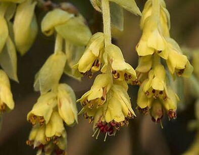 Leszczynowiec skąpokwiatowy Corylopsis pauciflora C3/40cm *K15