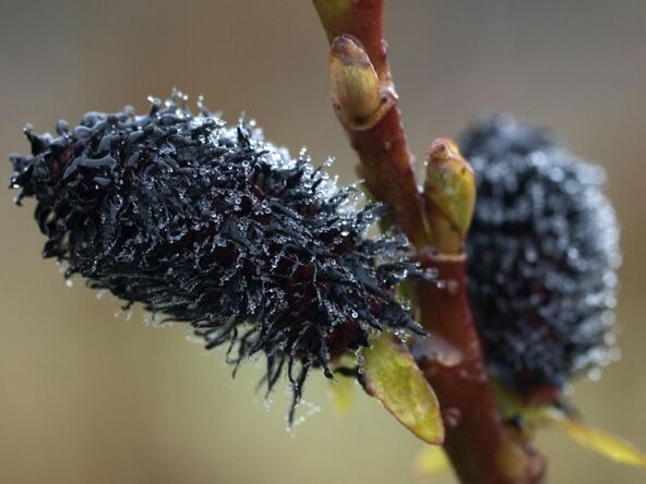 Wierzba wiotka odm. czarnokotkowa Salix gracilistyla 'Melanostachys' C5/60cm *K20