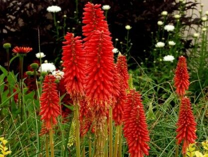 Trytoma karłowa POCO RED Popsicle Kniphofia /C2,5 