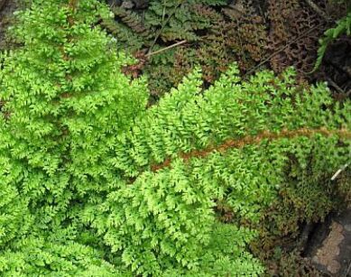 Paprotnik szczecinkozębny HERRENHAUSEN Polystichum setiferum /P9