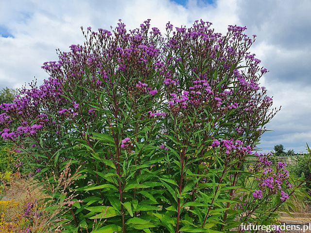 Wernonia włosista MAMMUTH Vernonia crinita /P9 *K7