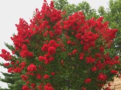 Lagerstroemia indica RUBRA MAGNIFICA Bez południa C7,5/80cm *K9