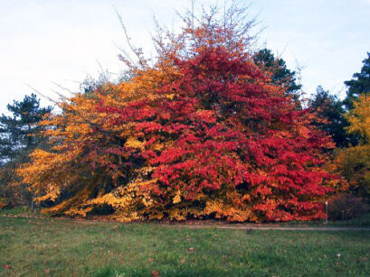 Parocja perska PERSIAN CARPET Parrotia persica