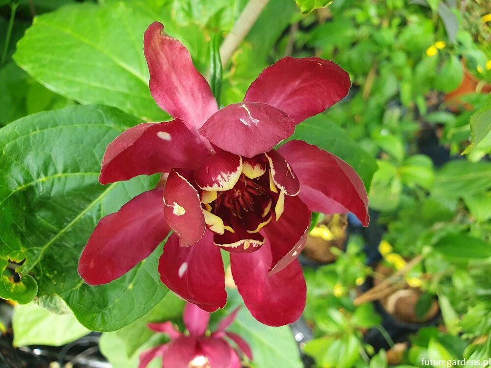 Kielichowiec APHRODITE Calycanthus C5/80-100cm *TL