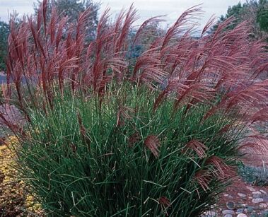 Miscanthus sinensis GRACILLIMUS Miskant chiński /C5 *K26