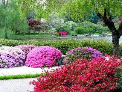 Karłowa AZALIA japońska w odcieniach różu Japanese azalea - 20szt. nasion