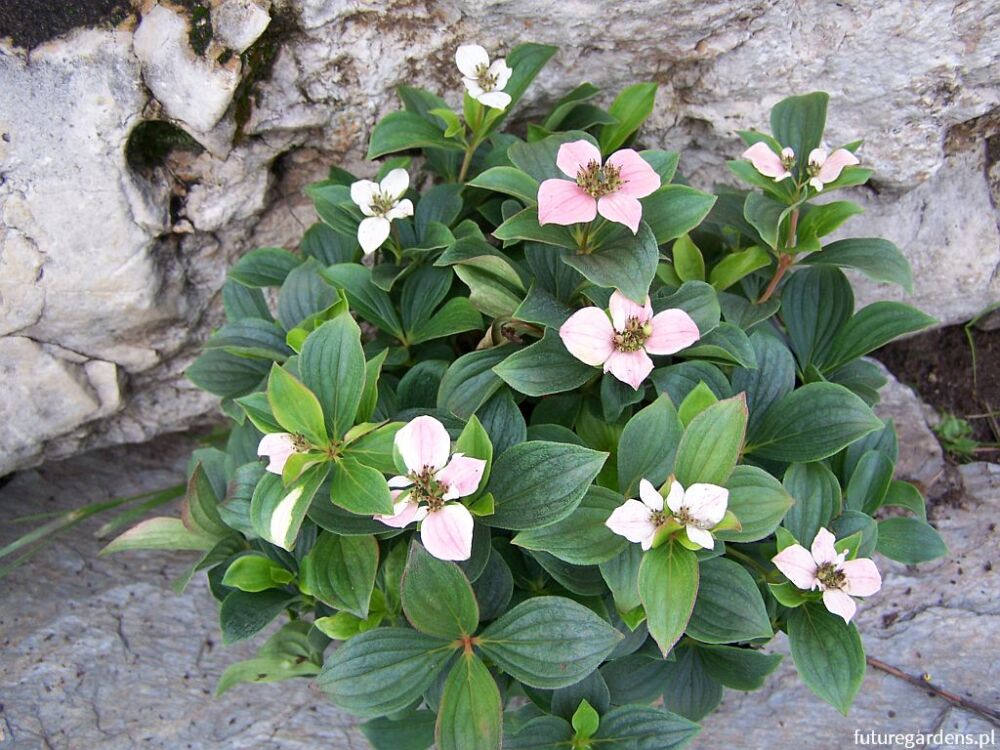 Dereń zadarniający kanadyjski Cornus canadensis /C3 *K9