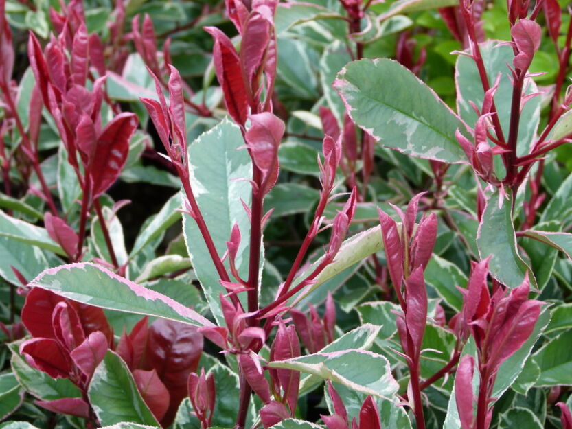 Głogownik PINK MARBLE Photinia fraseri C3/30-40cm *K11