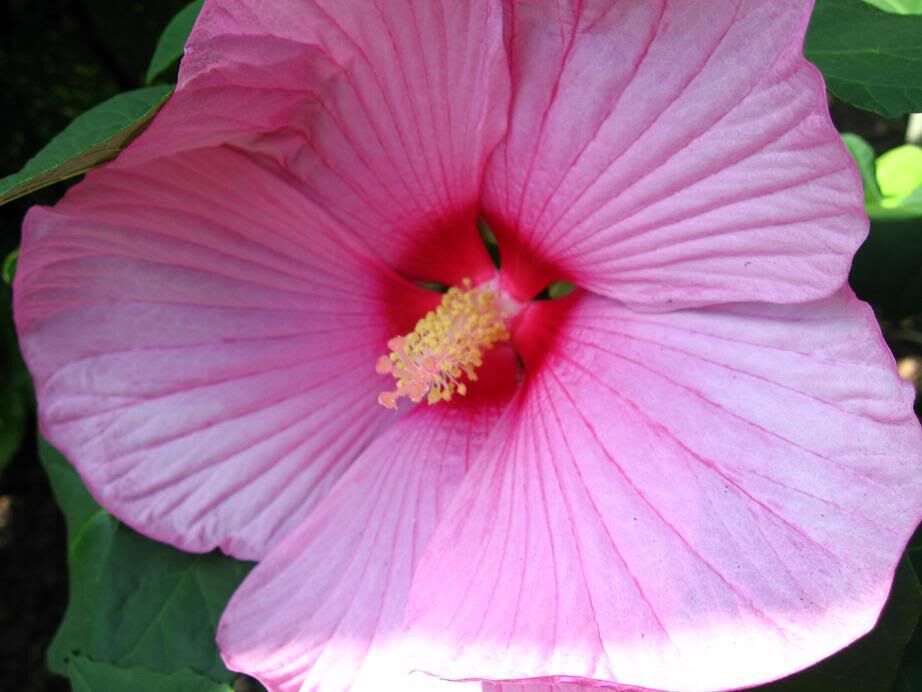 Hibiscus wielkokwiatowy CANDY CRUSH Ketmia Hibiskus moscheutos /C5 *K10