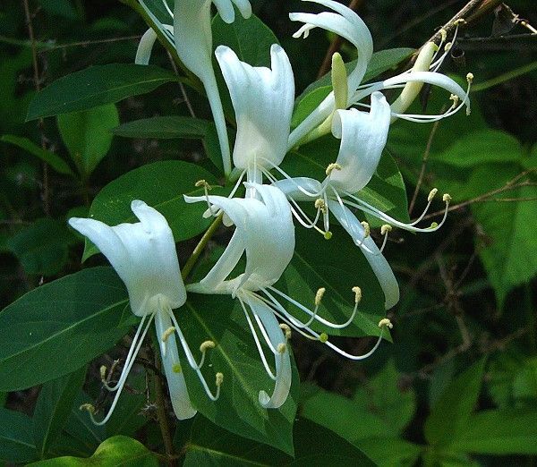 Wiciokrzew japoński - nasiona - 10  szt  Lonicera japonica 