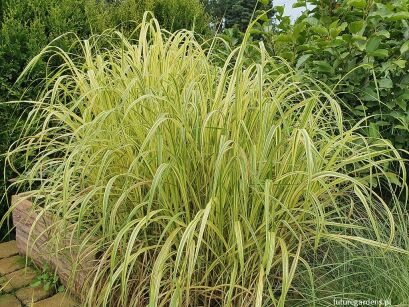 Miskant chiński VARIEGATUS Miscanthus sinensis /C2 *K5