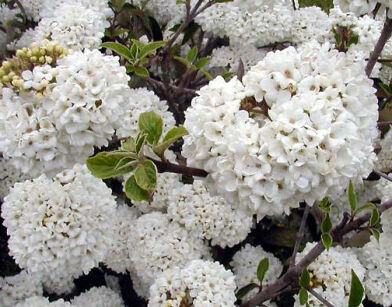 Kalina Burkwooda Viburnum ×burkwoodii C2/40-60cm *K17