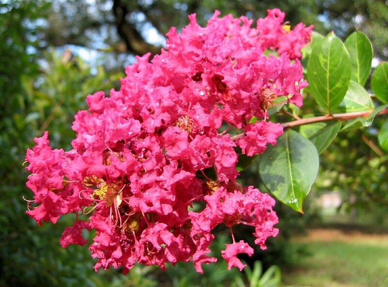 Lagerstroemia PINK Bez południa C2/20-30cm *K17