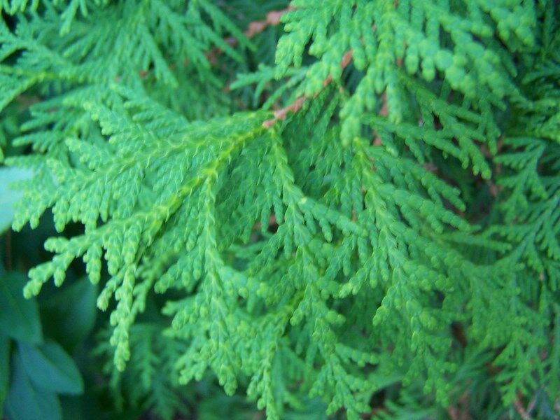 Żywotnik zachodni SZMARAGD Thuja occidentalis Tuja C10/1,2m