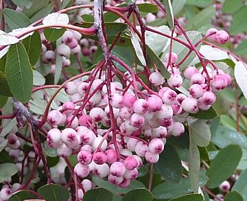 Jarząb górski PINK PAGODA Sorbus hupehensis C2/60-80cm *K15