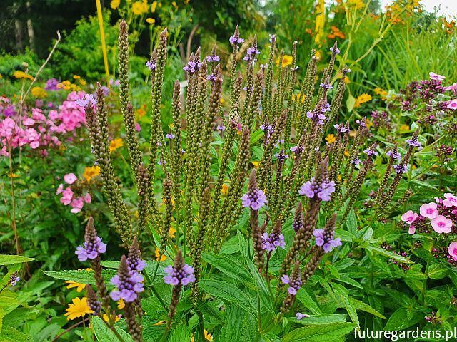 Werbena krzaczasta Verbena hastata ~ 20szt. nasion