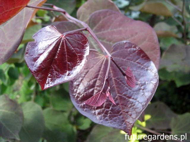 Judaszowiec kanadyjski BLACK PEARL 'Jn16' Cercis canadensis C5/120cm