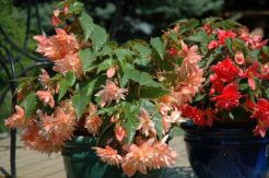 Begonia Fragrant Falls® Peach /P12