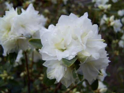 Różanecznik karłowy APRIL SNOW Rhododendron Azalia C3/50cm