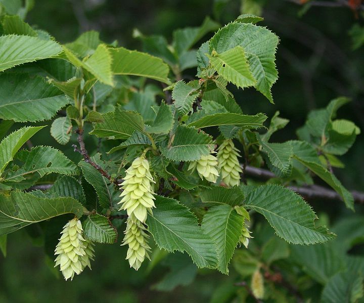 Chmielograb europejski Ostrya carpinifolia C6/1-1,2m *K6