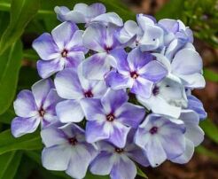 Floks karłowy FLAME BLUE Phlox paniculata /P11