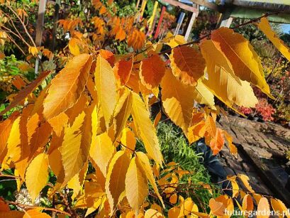 Brzostownica japońska OGON Zelkova serrata C20/120-140cm *TL