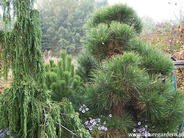 Sosna czarna Pinus nigra C3/60cm *K4