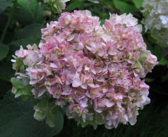 Hortensja otulona YOKUDANKA Hydrangea involucrata /C2-C3 *P25